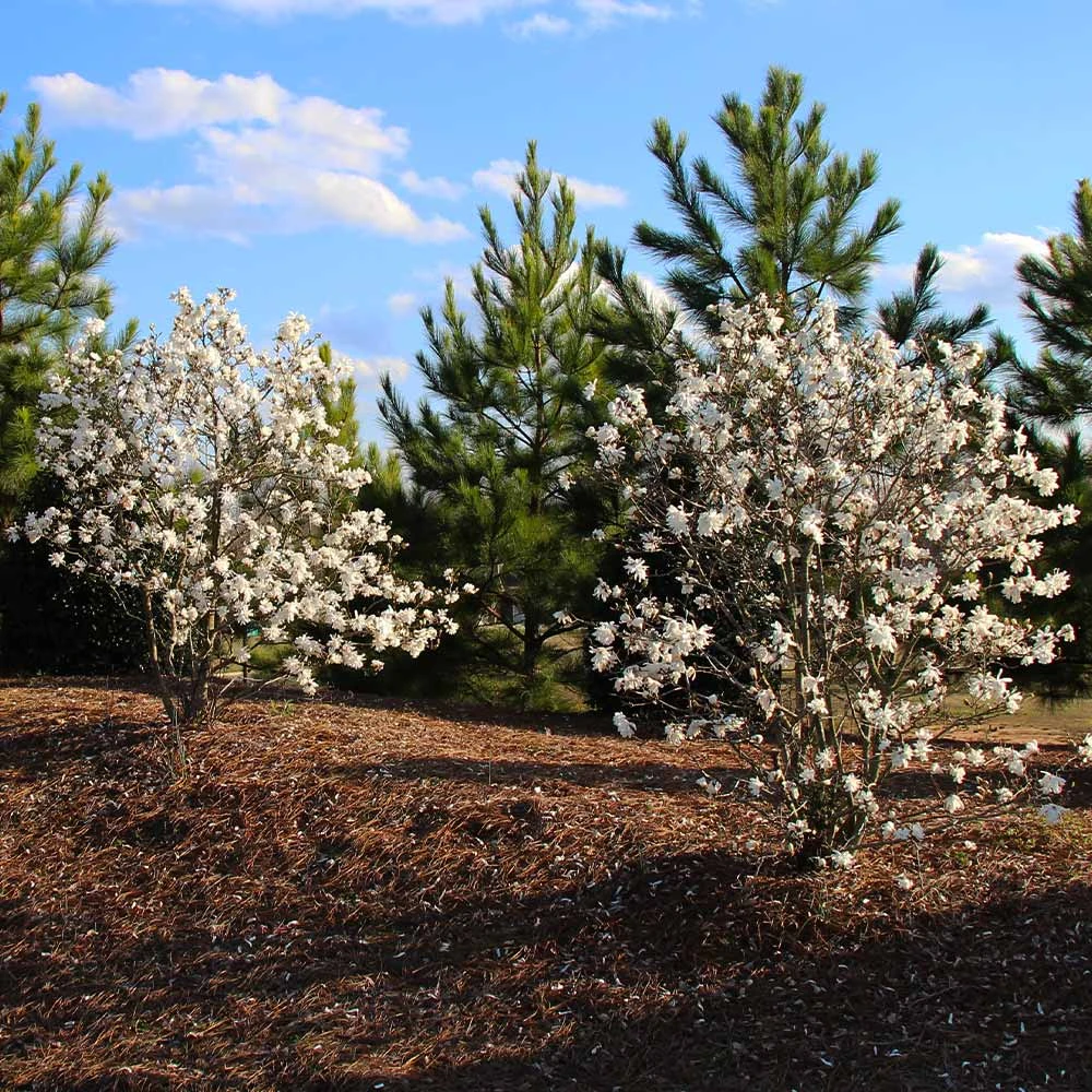 Brighter Blooms Royal Star Magnolia Tree Arborvitae Trees 5 Brighter Blooms Royal Star Magnolia Tree Arborvitae Trees