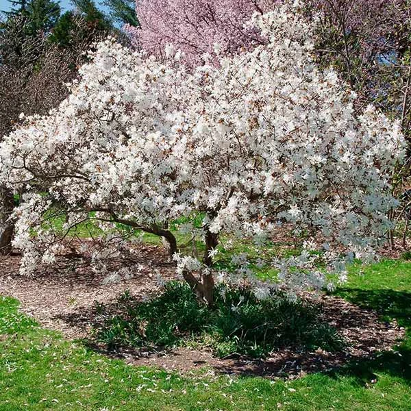 Brighter Blooms Royal Star Magnolia Tree Arborvitae Trees 1 Brighter Blooms Royal Star Magnolia Tree Arborvitae Trees