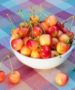Brighter Blooms Fruit Trees Rainier Cherry Tree 6 Brighter Blooms Fruit Trees Rainier Cherry Tree