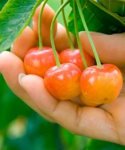 Brighter Blooms Fruit Trees Rainier Cherry Tree