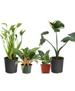Brighter Blooms Rare House Plant Kit House & Patio