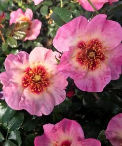 Brighter Blooms Raspberry Kiss™ Rose Tree
