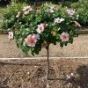Brighter Blooms Raspberry Kiss™ Rose Tree