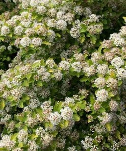 Brighter Blooms Raspberry Lemonade⢠Ninebark Shrubs & Hedges