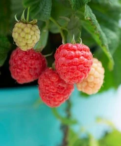 Brighter Blooms Bushel And Berry® Raspberry Shortcake® Bush Fruit Trees 8 Brighter Blooms Bushel And Berry® Raspberry Shortcake® Bush Fruit Trees