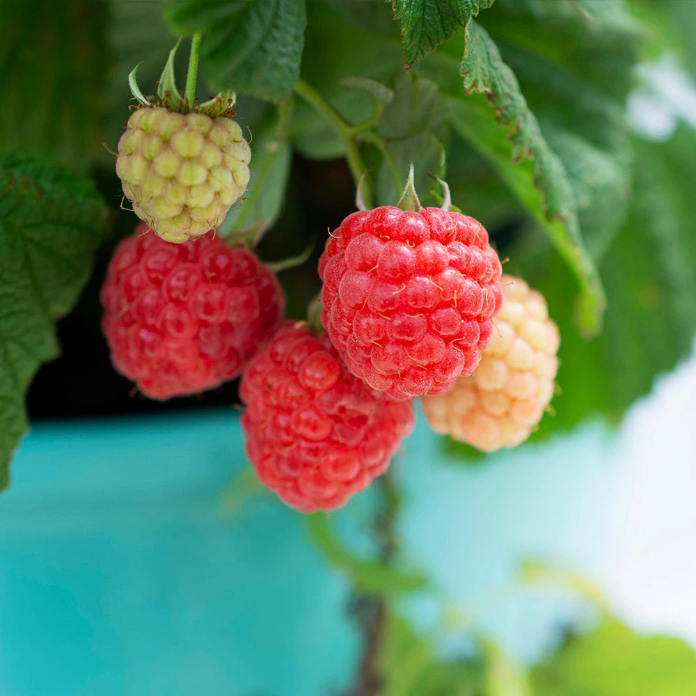 Brighter Blooms Bushel And Berry® Raspberry Shortcake® Bush Fruit Trees 4 Brighter Blooms Bushel And Berry® Raspberry Shortcake® Bush Fruit Trees