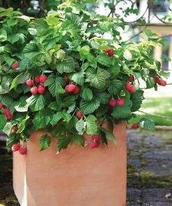 Brighter Blooms Bushel And Berry® Raspberry Shortcake® Bush Fruit Trees