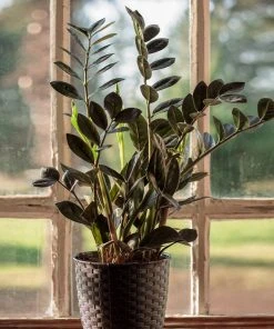 Brighter Blooms Raven ZZ Plant House & Patio