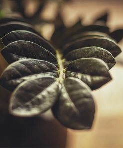 Brighter Blooms Raven ZZ Plant House & Patio 5 Brighter Blooms Raven ZZ Plant House & Patio