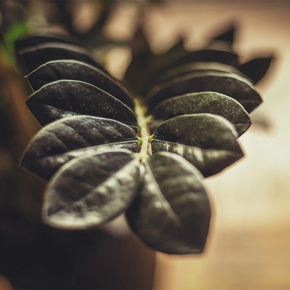 Brighter Blooms Raven ZZ Plant House & Patio 3 Brighter Blooms Raven ZZ Plant House & Patio