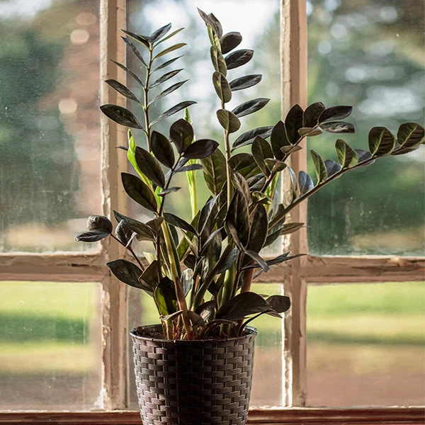 Brighter Blooms Raven ZZ Plant House & Patio 1 Brighter Blooms Raven ZZ Plant House & Patio