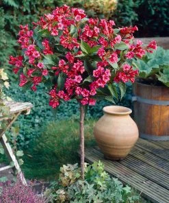 Brighter Blooms Shrubs & Hedges Red Prince Weigela Tree 5 Brighter Blooms Shrubs & Hedges Red Prince Weigela Tree