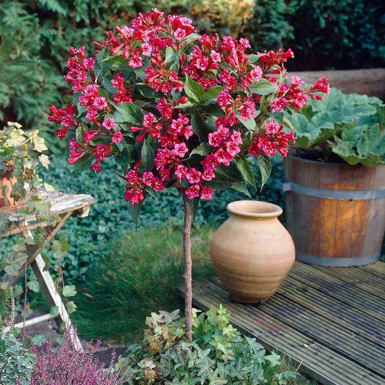 Brighter Blooms Shrubs & Hedges Red Prince Weigela Tree 3 Brighter Blooms Shrubs & Hedges Red Prince Weigela Tree