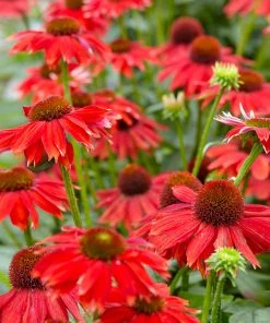 Brighter Blooms Sombrero® Salsa Red Coneflower Perennials 6 Brighter Blooms Sombrero® Salsa Red Coneflower Perennials