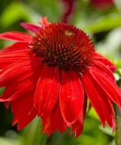 Brighter Blooms Sombrero® Salsa Red Coneflower Perennials 7 Brighter Blooms Sombrero® Salsa Red Coneflower Perennials