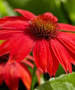 Brighter Blooms SombreroĀ® Salsa Red Coneflower Perennials