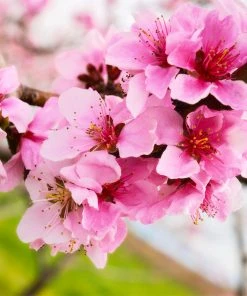 Brighter Blooms Red Gold Nectarine Tree 7 Brighter Blooms Red Gold Nectarine Tree