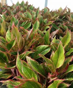 Brighter Blooms Red Chinese Evergreen Plant Shrubs & Hedges 10 Brighter Blooms Red Chinese Evergreen Plant Shrubs & Hedges
