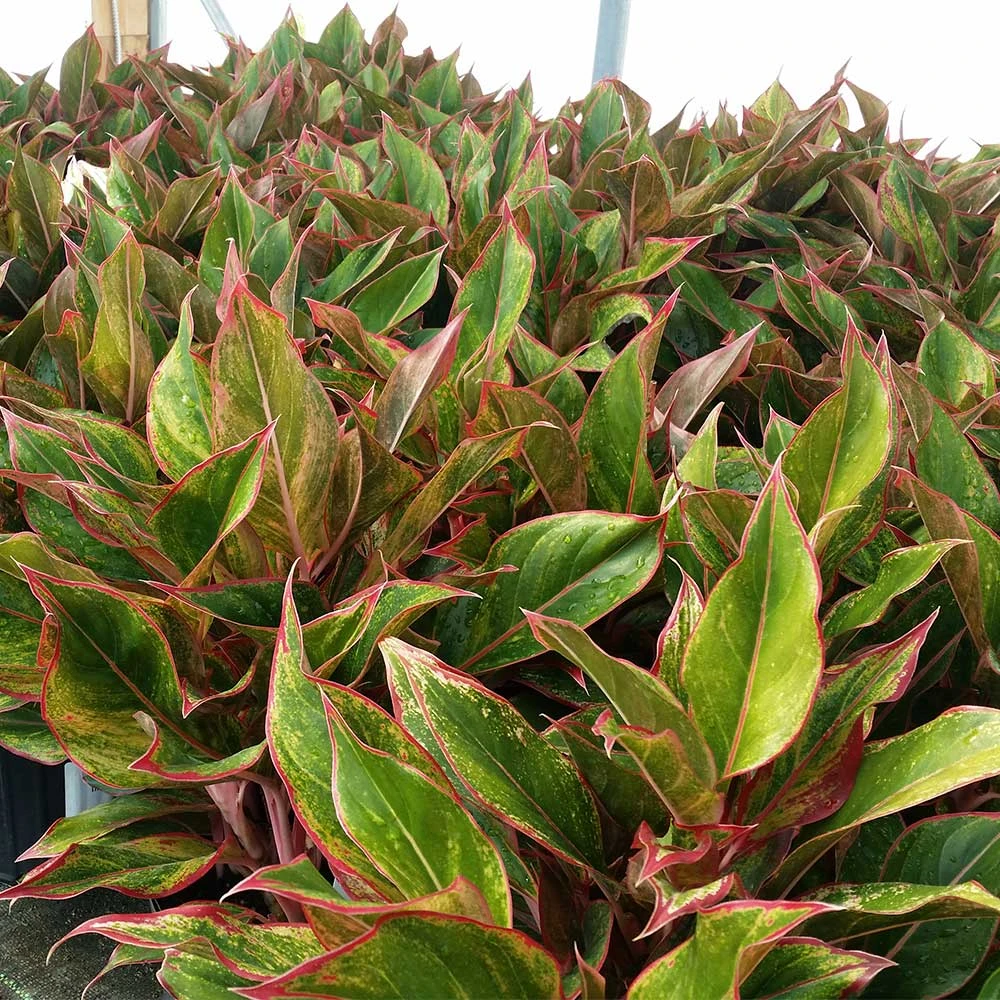 Brighter Blooms Red Chinese Evergreen Plant Shrubs & Hedges 4 Brighter Blooms Red Chinese Evergreen Plant Shrubs & Hedges
