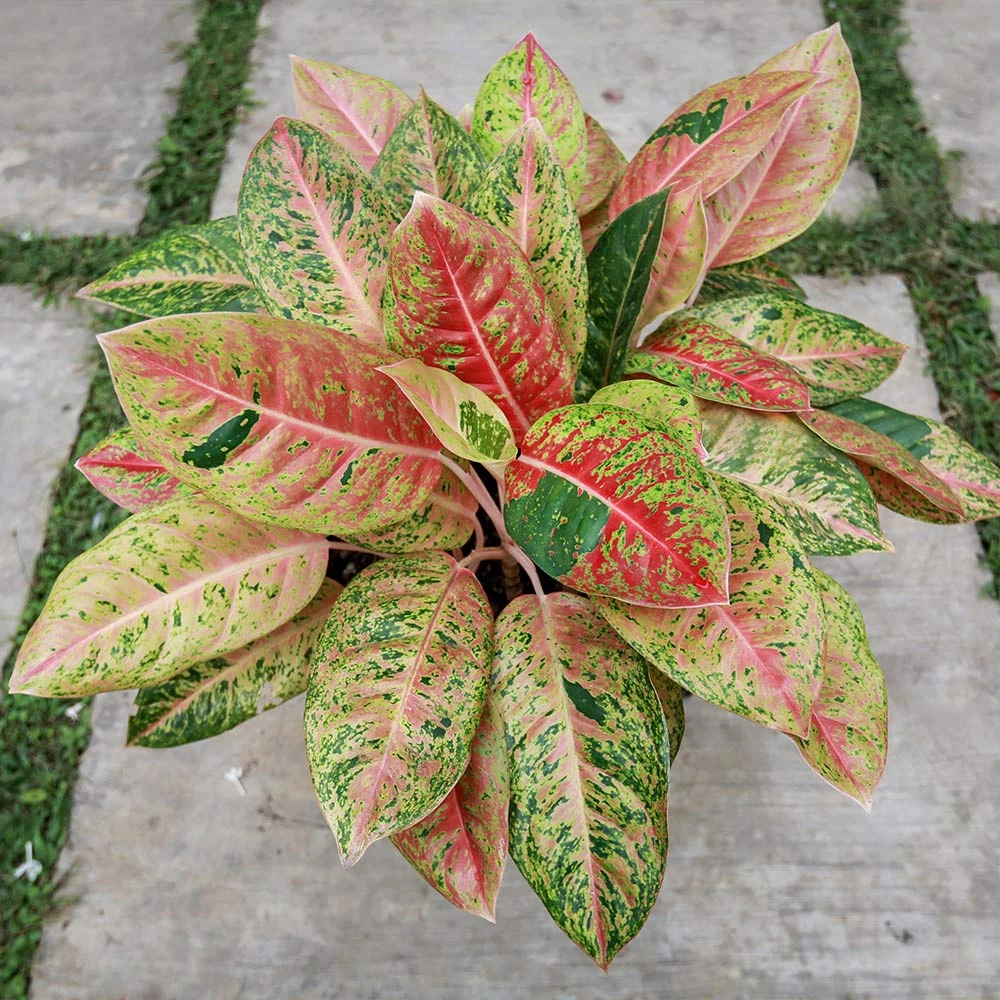 Brighter Blooms Red Chinese Evergreen Plant Shrubs & Hedges 3 Brighter Blooms Red Chinese Evergreen Plant Shrubs & Hedges