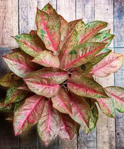 Brighter Blooms Red Chinese Evergreen Plant Shrubs & Hedges