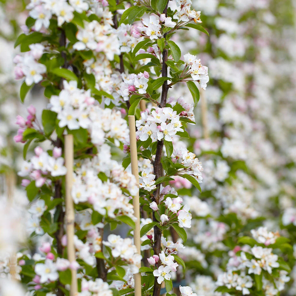 Brighter Blooms Scarlet Sentinel™ Columnar Apple Tree Apples Trees 3 Brighter Blooms Scarlet Sentinel™ Columnar Apple Tree Apples Trees