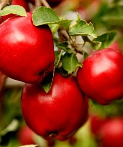 Brighter Blooms Red Delicious Apple Tree 7 Brighter Blooms Red Delicious Apple Tree