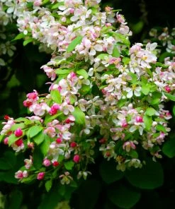 Brighter Blooms Red Delicious Apple Tree 8 Brighter Blooms Red Delicious Apple Tree