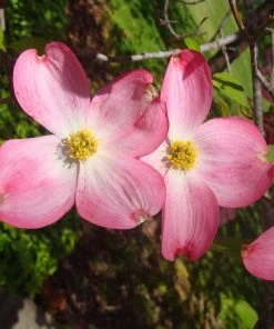 Brighter Blooms Red Dogwood Tree 6 Brighter Blooms Red Dogwood Tree