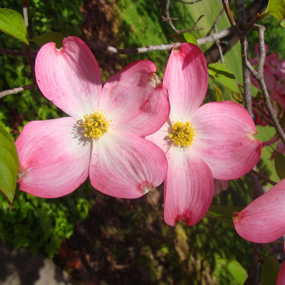 Brighter Blooms Red Dogwood Tree 3 Brighter Blooms Red Dogwood Tree