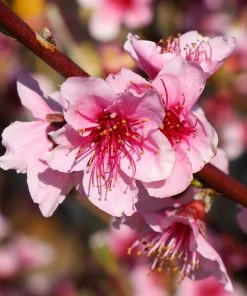 Brighter Blooms Fruit Trees Red Haven Peach Tree 7 Brighter Blooms Fruit Trees Red Haven Peach Tree