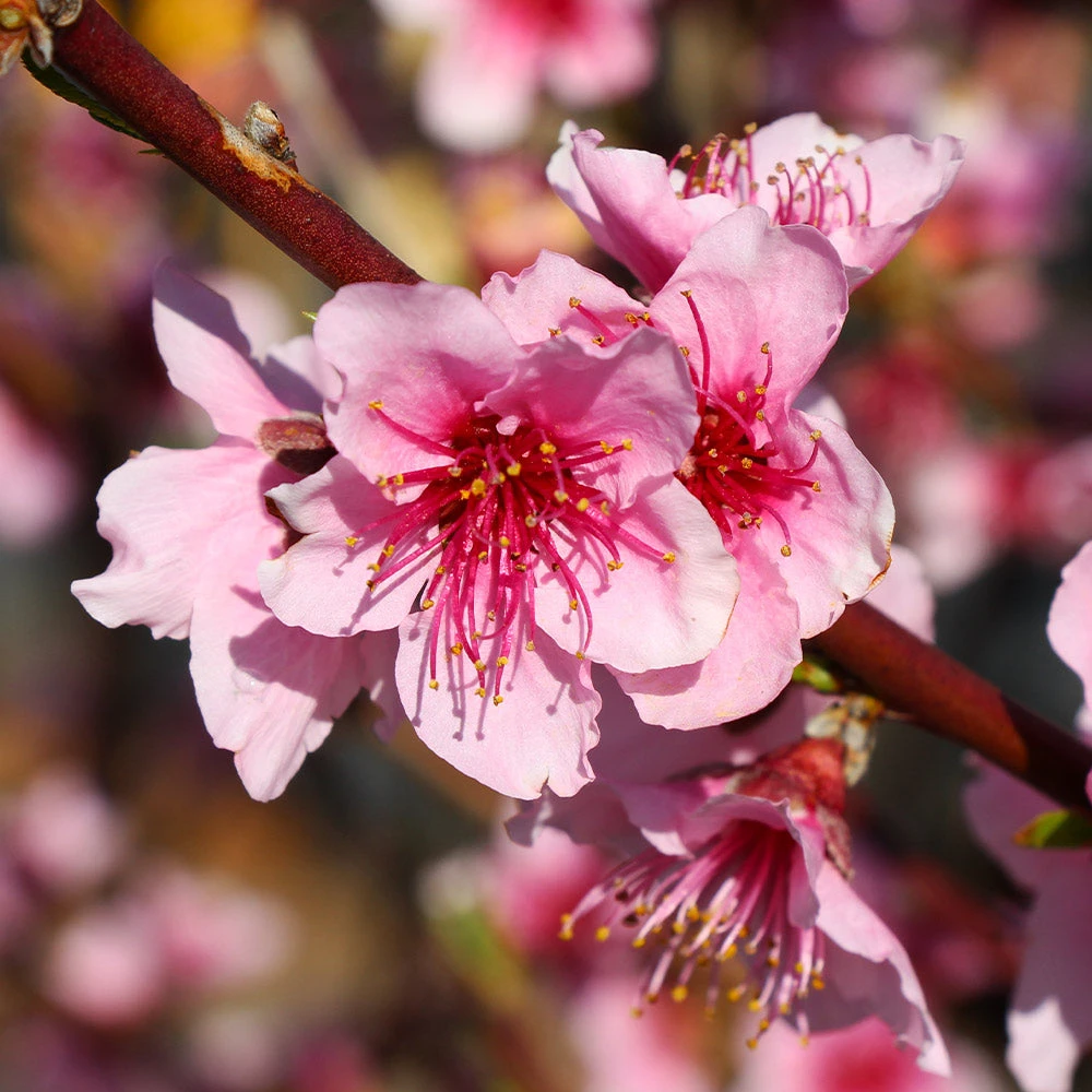 Brighter Blooms Fruit Trees Red Haven Peach Tree 4 Brighter Blooms Fruit Trees Red Haven Peach Tree