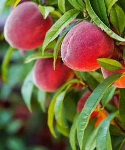 Brighter Blooms Fruit Trees Red Haven Peach Tree