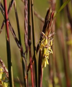 Brighter Blooms Red October Big Bluestem Grass 7 Brighter Blooms Red October Big Bluestem Grass