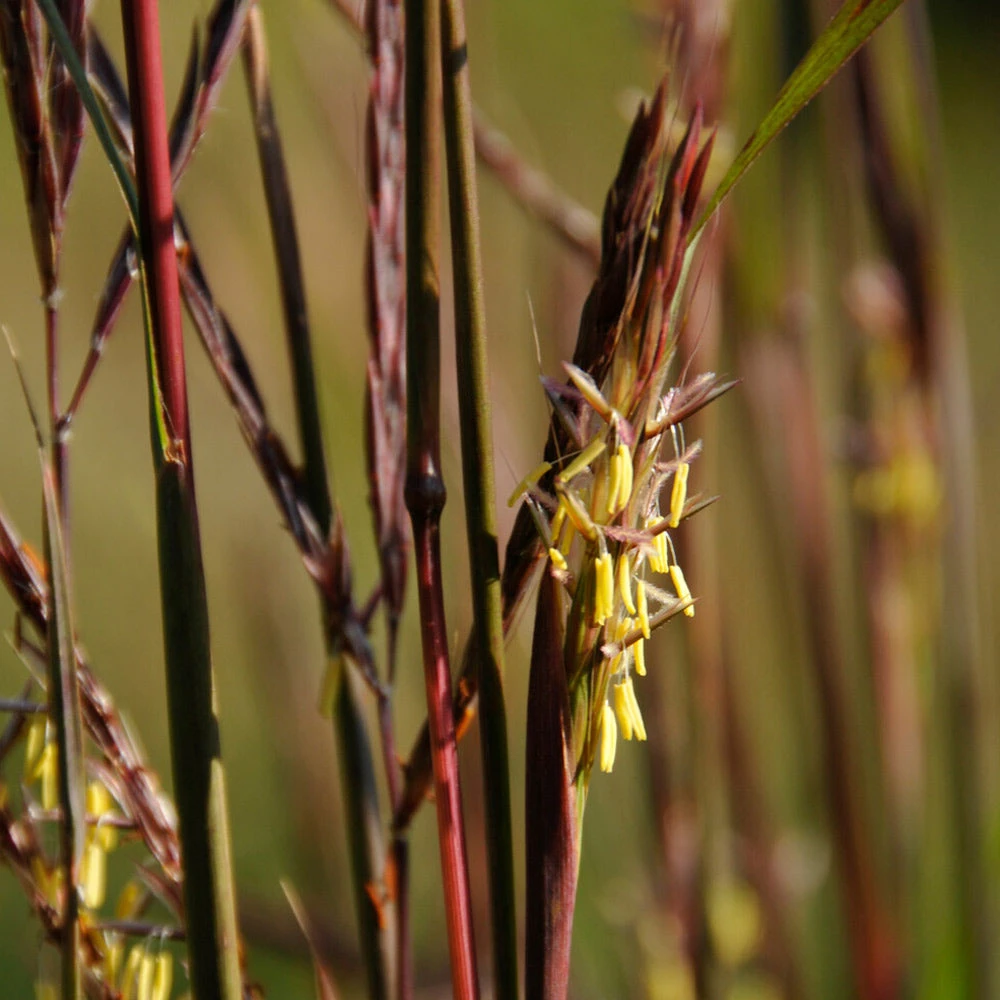 Brighter Blooms Red October Big Bluestem Grass 3 Brighter Blooms Red October Big Bluestem Grass