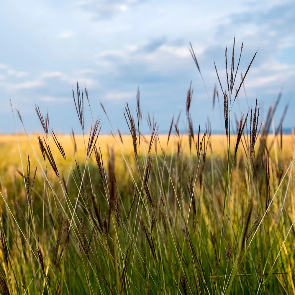 Brighter Blooms Red October Big Bluestem Grass 2 Brighter Blooms Red October Big Bluestem Grass