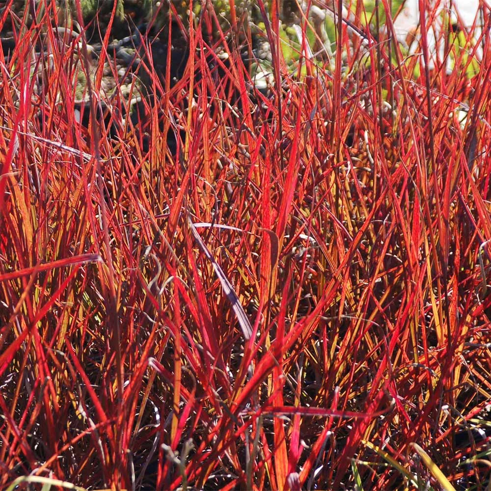 Brighter Blooms Red October Big Bluestem Grass 5 Brighter Blooms Red October Big Bluestem Grass