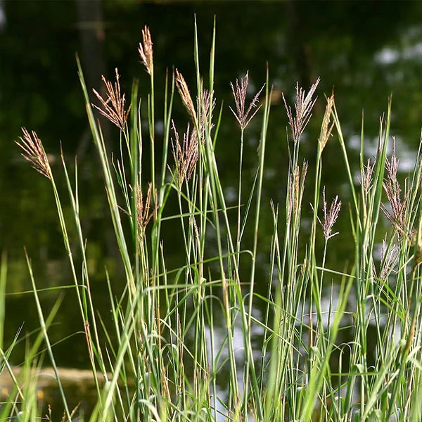 Brighter Blooms Red October Big Bluestem Grass 4 Brighter Blooms Red October Big Bluestem Grass
