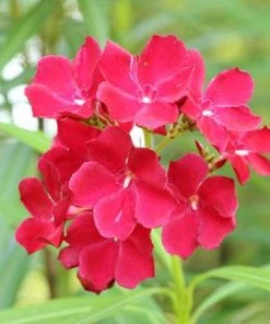 Brighter Blooms Red Oleander Shrub 9 Brighter Blooms Red Oleander Shrub