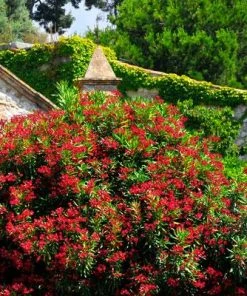 Brighter Blooms Red Oleander Shrub
