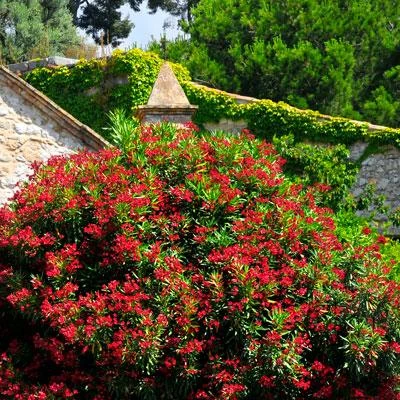 Brighter Blooms Red Oleander Shrub 2 Brighter Blooms Red Oleander Shrub