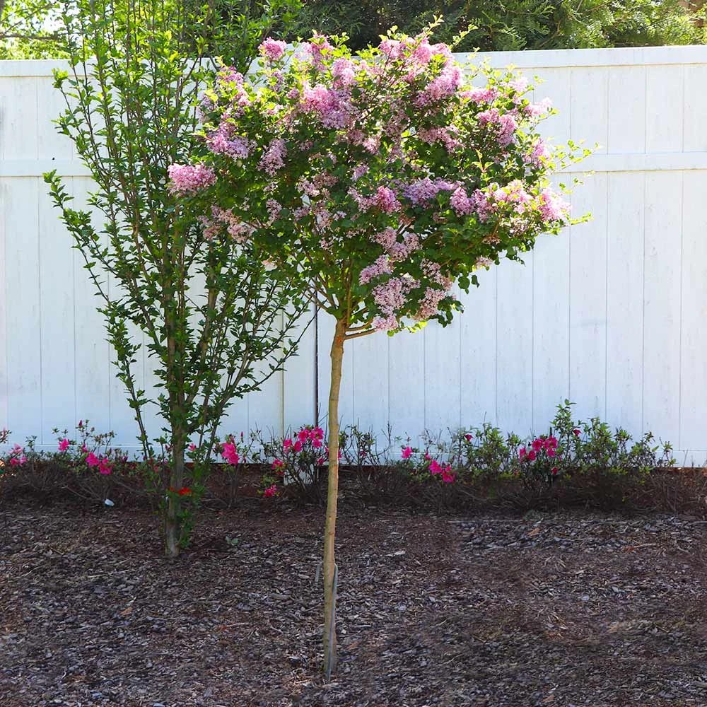 Brighter Blooms Red Pixie Lilac Tree Lilac Shrubs 3 Brighter Blooms Red Pixie Lilac Tree Lilac Shrubs
