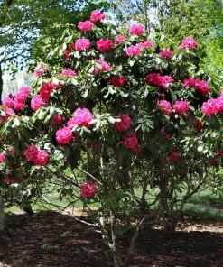 Brighter Blooms Shrubs & Hedges Red Rhododendron Shrub