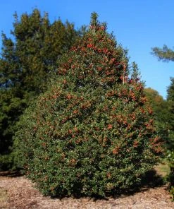 Brighter Blooms Robin™ Red Holly Shrub Evergreen & Privacy