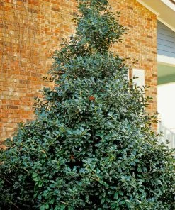 Brighter Blooms Robin™ Red Holly Shrub Evergreen & Privacy 6 Brighter Blooms Robin™ Red Holly Shrub Evergreen & Privacy