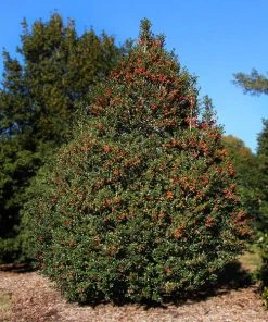 Brighter Blooms Robin™ Red Holly Shrub Evergreen & Privacy
