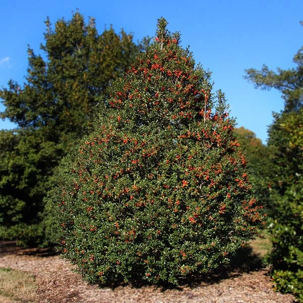 Brighter Blooms Robin™ Red Holly Shrub Evergreen & Privacy 1 Brighter Blooms Robin™ Red Holly Shrub Evergreen & Privacy