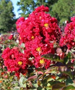 Brighter Blooms Flowering Trees Red Rocket Crape Myrtle Tree 7 Brighter Blooms Flowering Trees Red Rocket Crape Myrtle Tree