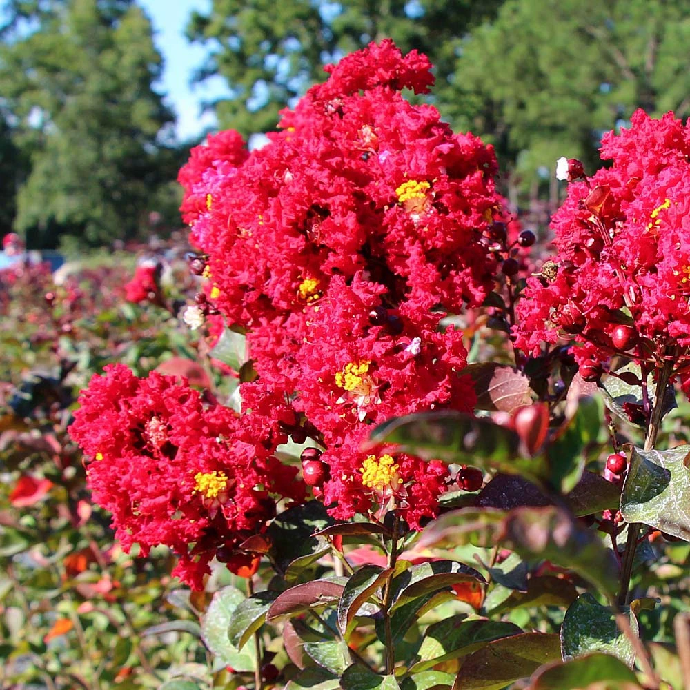Brighter Blooms Flowering Trees Red Rocket Crape Myrtle Tree 4 Brighter Blooms Flowering Trees Red Rocket Crape Myrtle Tree