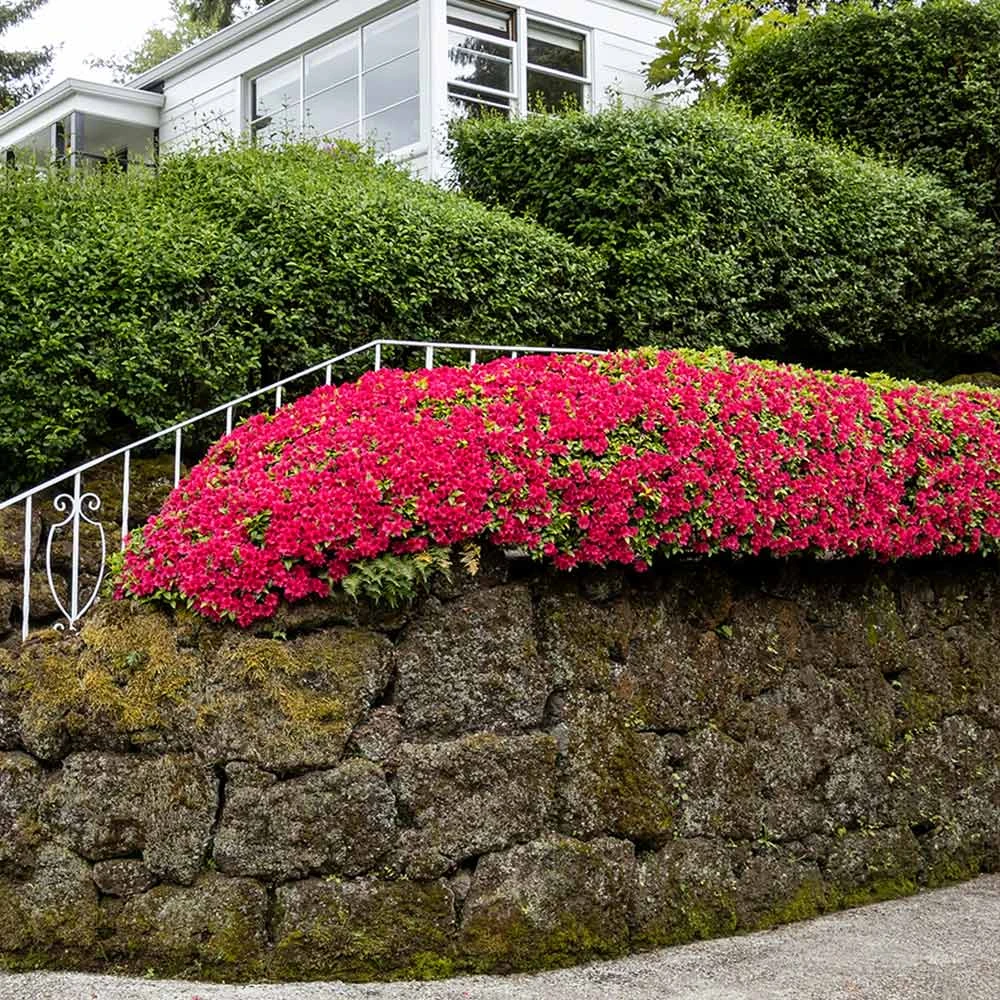 Brighter Blooms Red Ruffles Azalea Shrub 3 Brighter Blooms Red Ruffles Azalea Shrub
